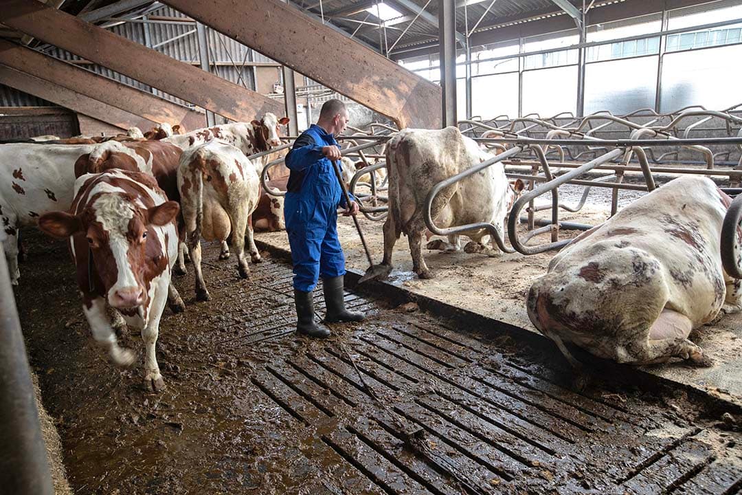 Leendert Vreugdenhil houdt van zware, robuuste koeien. Hij is ooit gestart met een driewegkruising van Holstein, Fleckvieh en Noors Roodbont. Na verloop van tijd ligt het accent echter steeds meer op gebruik van Fleckvieh. - Foto: Hans Banus