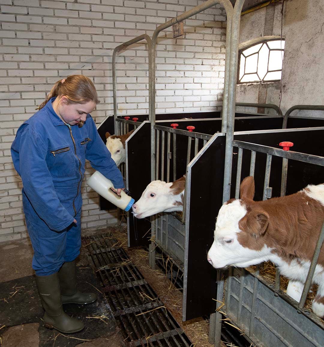 Jacolien Vreugdenhil voert de kalfjes op het ouderlijk bedrijf. Haar vader ervaart dat de Fleckvieh-kalveren bij afleveren vaak al rond 65 tot 70 kilo wegen en tussen € 250 en € 300  opbrengen. Ook het slachtvee levert structureel meer op. - Foto: Hans Banus