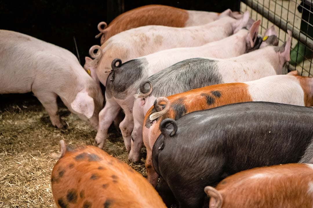 Voor het succesvol houden van varkens met lange staarten is het van cruciaal belang om de basiszaken goed op orde te hebben. - Foto: Ronald Hissink