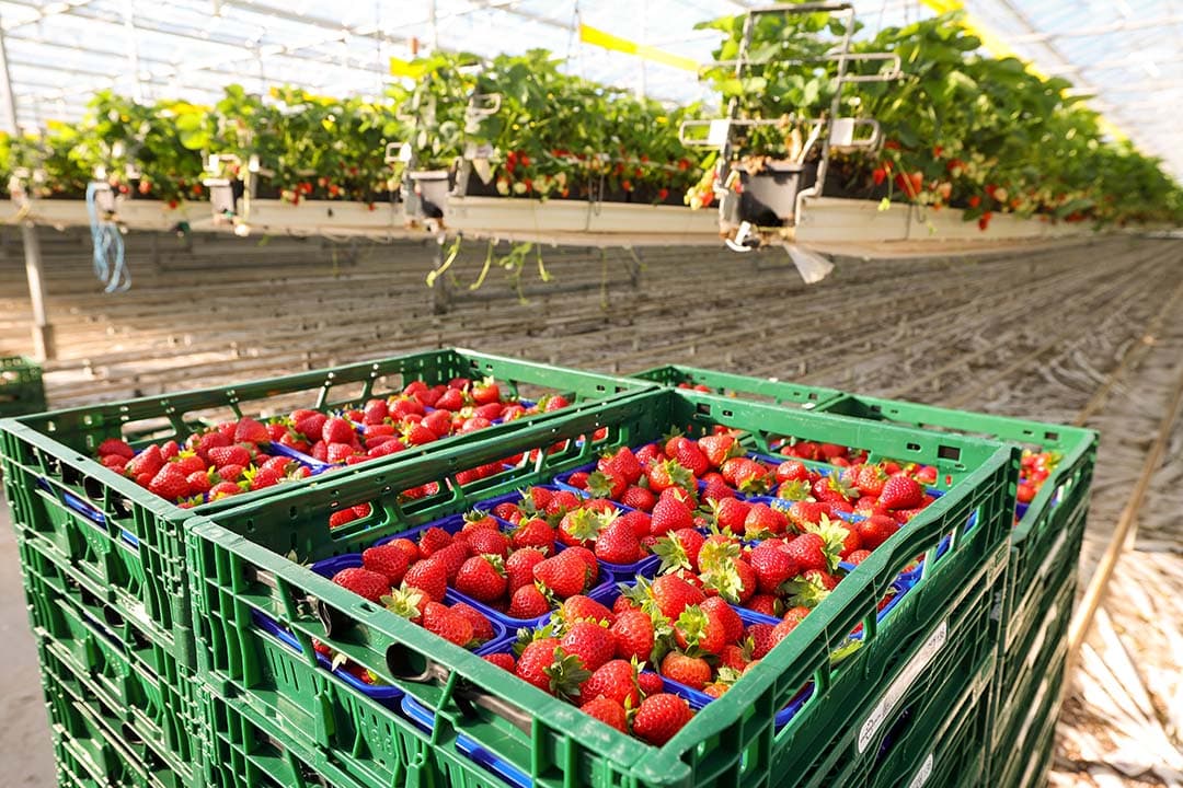 Een EAT Lancet dieet kan op langere termijn tot een forse verandering van de landbouw in Nederland en de EU leiden. De groente- en fruittelers krijgen een booming business. De vraag naar groente en fruit stijgt namelijk met circa 17%. - Foto: Bert Jansen
