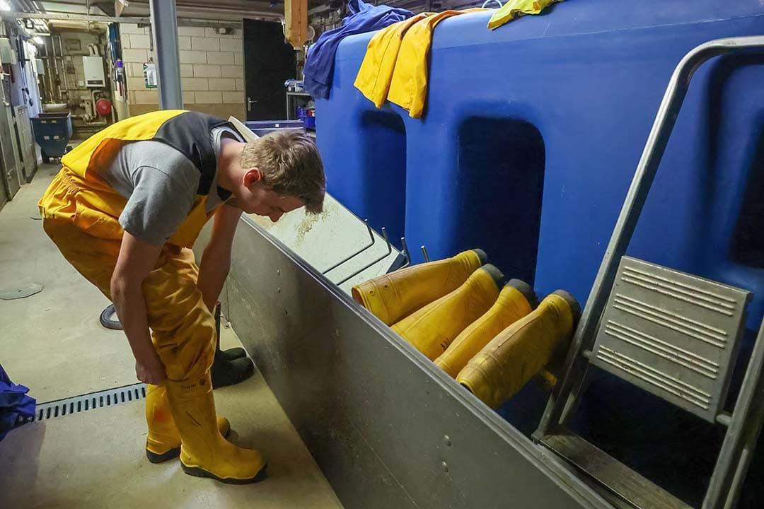 Goede hygiëne is een cruciale maatregelen om van PRRS af te komen. - Foto: Bert Jansen