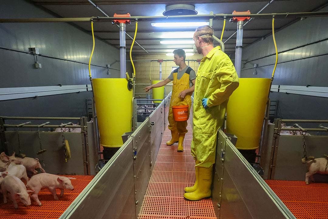 Zonder goede hygiëne en desinfectie is bestrijding van PRRS een soort van dweilen met de kraan open. - Bert Jansen
