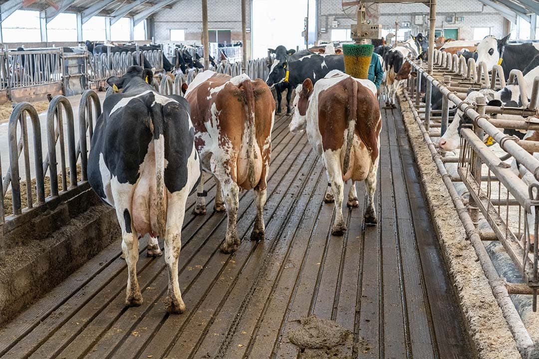 Koeien op Innovatiebedrijf De Marke. Afgelopen winter is er geëxperimenteerd met wisselende ruweiwitgehalten in de voeding. - Foto: Jan Willem Schouten