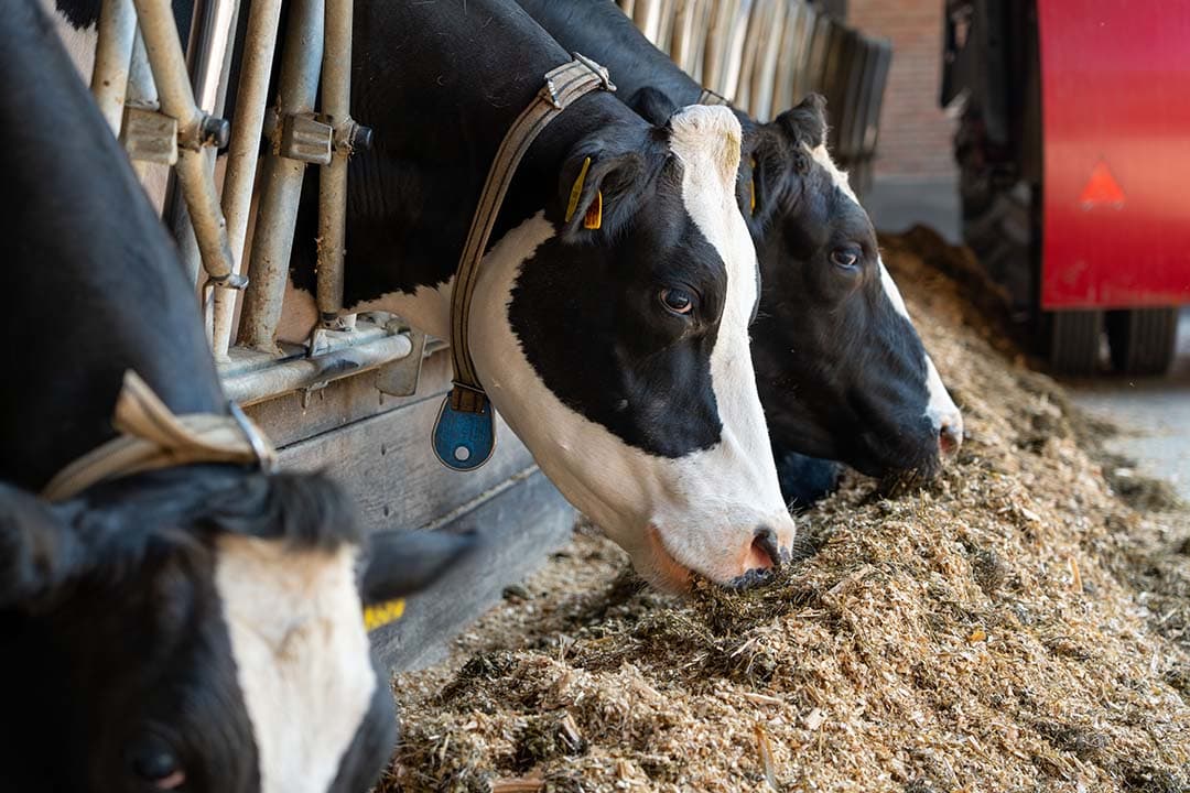 Bovine Hemorrhagic Bowel Syndrome HBS