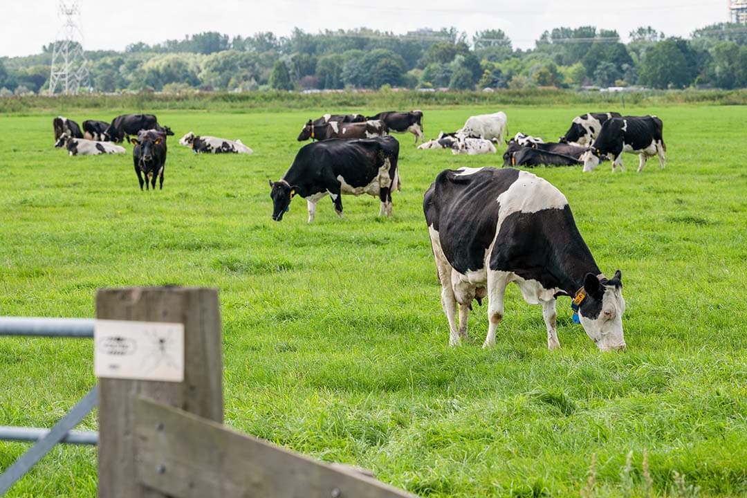melkprijzen cono en leerdammer