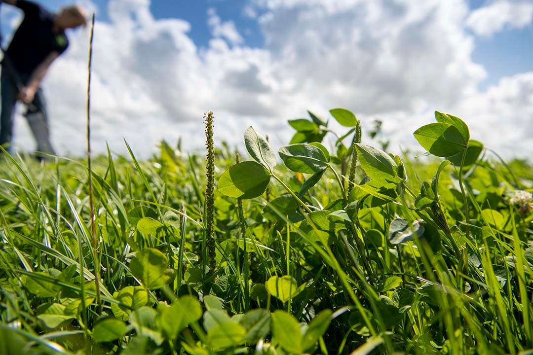 Productief kruidenrijk grasland bij een melkveehouder in Friesland. - Foto: Mark Pasveer