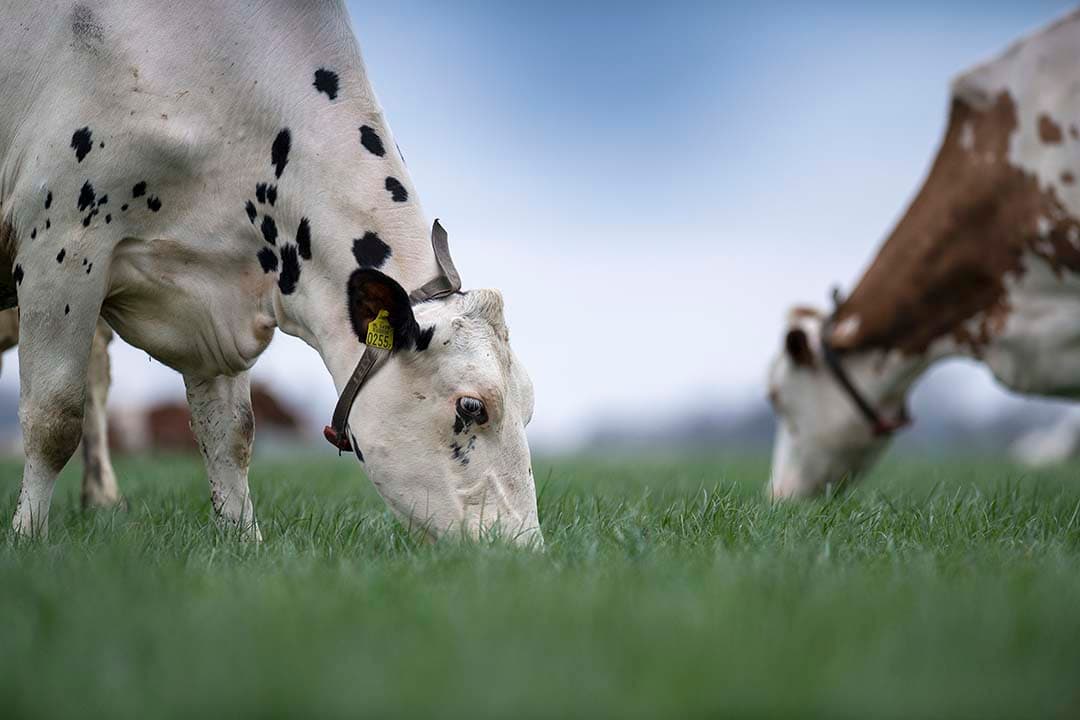 Versgrasopname via beweiding vraagt een degelijke planning. Elke beweidingssysteem kent zijn eigen voor- en nadelen wat betreft beweidingsverliezen, arbeid en benutting. - Foto: Mark Pasveer