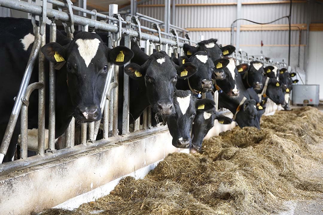 De provincie Noord-Holland richt een stikstofbank op die specifiek is bestemd voor PAS-melders en interimmers. Gedeputeerde Jelle Beemsterboer had al eerder aangekondigd met zo’n bank te komen. - Foto: Hans Prinsen