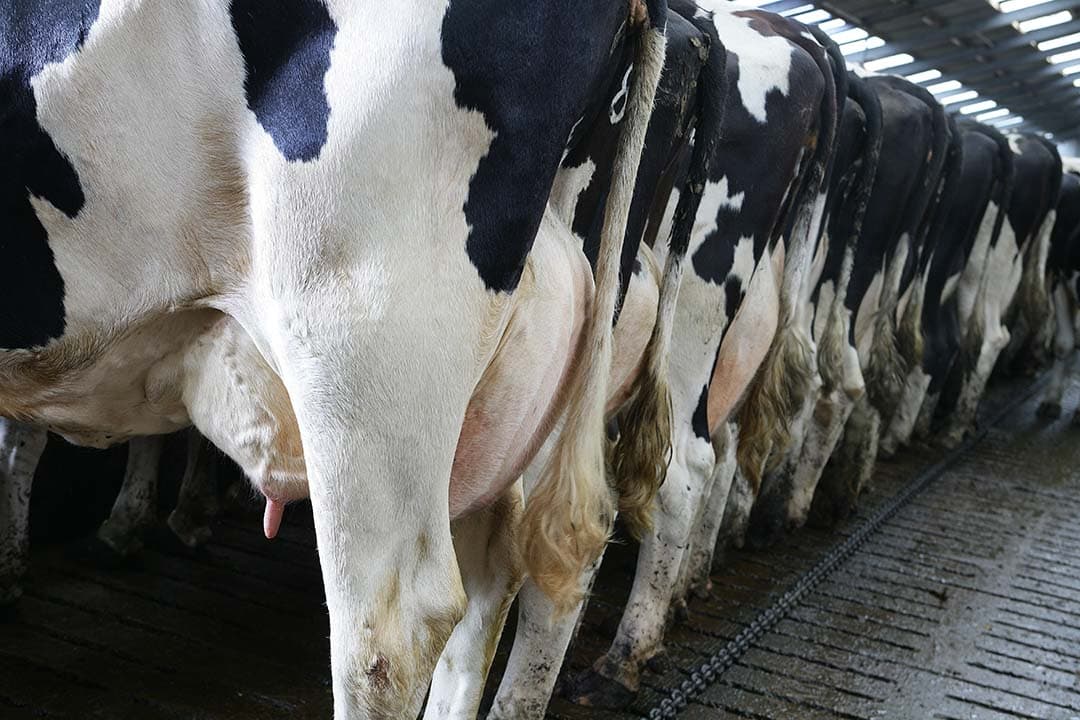In februari zagen bijna alle Europese zuivelbedrijven een lichte stijging in melkprijs, met FrieslandCampina die de prijs met €1,18 verhoogt tot €44,01 per 100 kilo. - Foto: Hans Prinsen