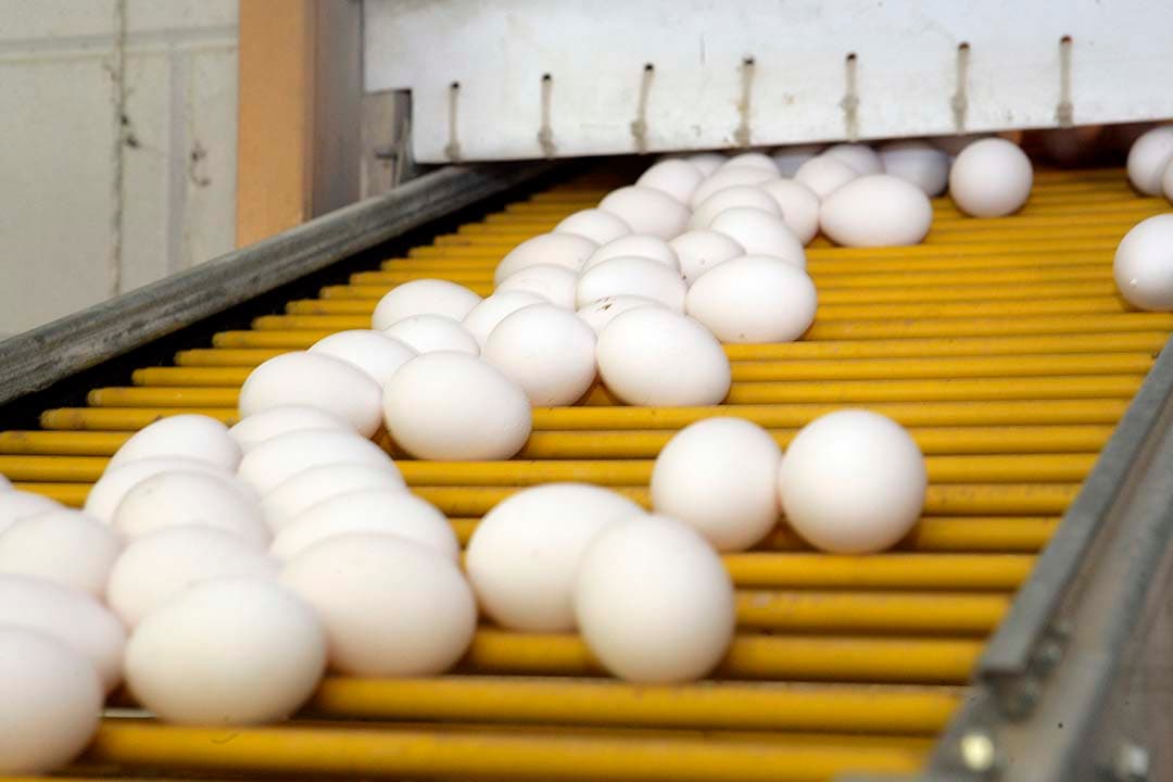 De markt voor witte eieren heeft zich de laatste jaren meer ontwikkeld. - Foto: Henk Riswick