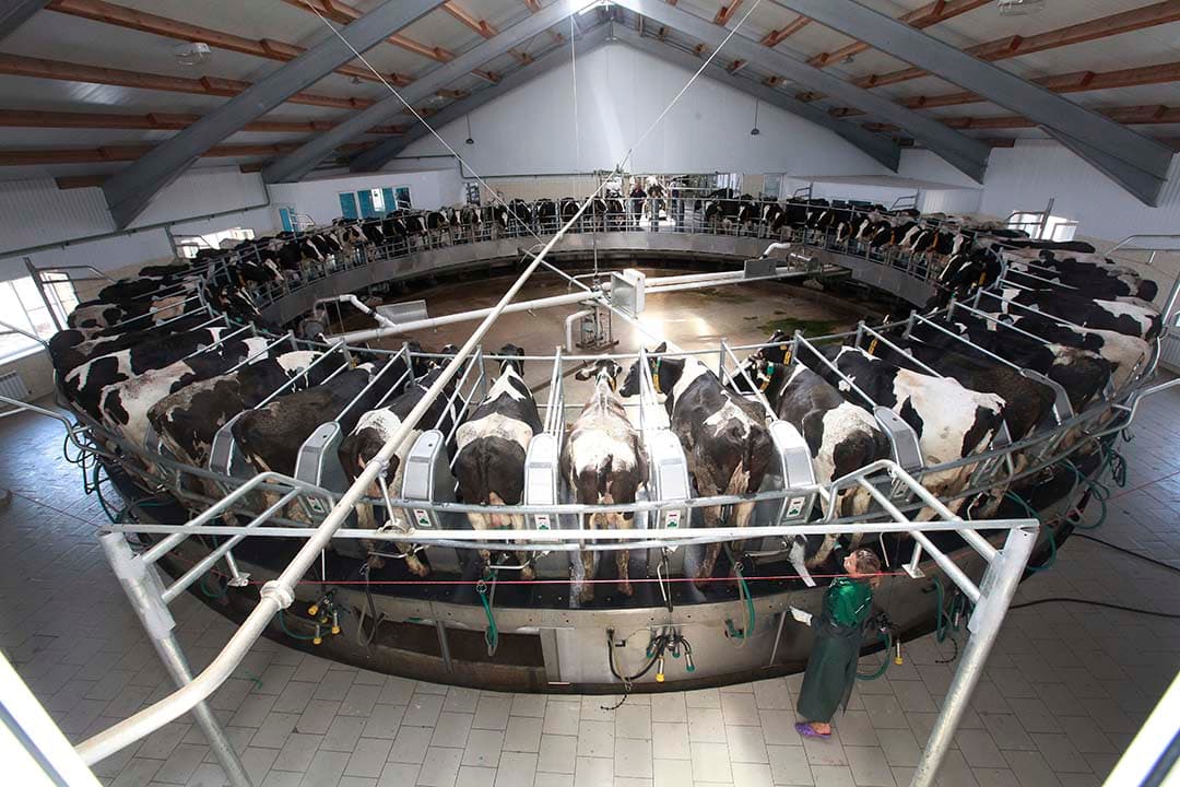 Rusland meldt zich vaker als zuivelexporteur op de wereldmarkt. Zo ging afgelopen jaar voor het eerst een klein volume mageremelkpoeder naar Algerije, een van oudsher grote importeur van mageremelkpoeder uit onder meer de EU. - Foto: Henk Riswick