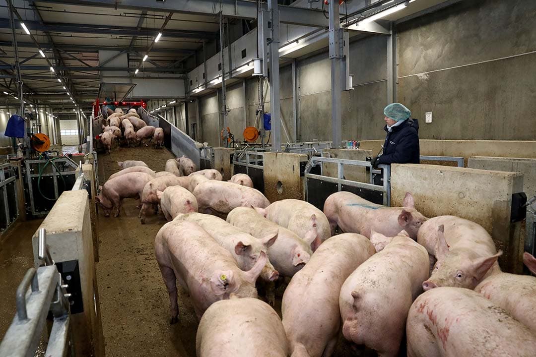 Slachterijen krijgen dit jaar iets minder varkens aangeboden. De levende export van dieren blijft stevig in de benen. - Foto: Henk Riswick