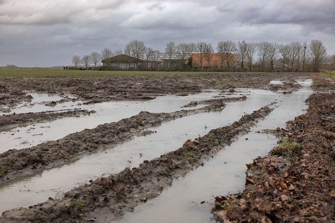 In 2023 is in stroken langs de kust 300 millimeter meer neerslag gemeten dan normaal. De verzilte gronden hebben helaas niet kunnen profiteren van deze overvloed aan zoet water. Natrium laat zich niet makkelijk uitspoelen en de oogst in het najaar heeft de grond geen goed gedaan. Zandgronden hebben minder last van verzilting. - Foto: Peter Roek