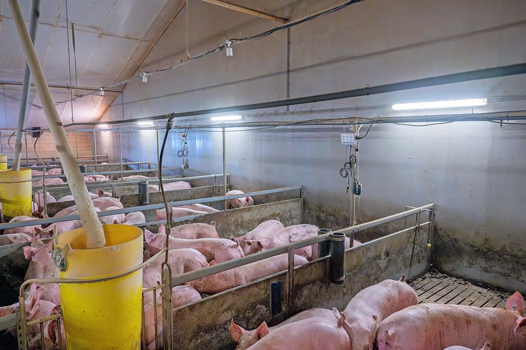 Met camera’s wordt het gedrag van de vleesvarkens in twee afdelingen geregistreerd. - Foto: Michel Velderman
