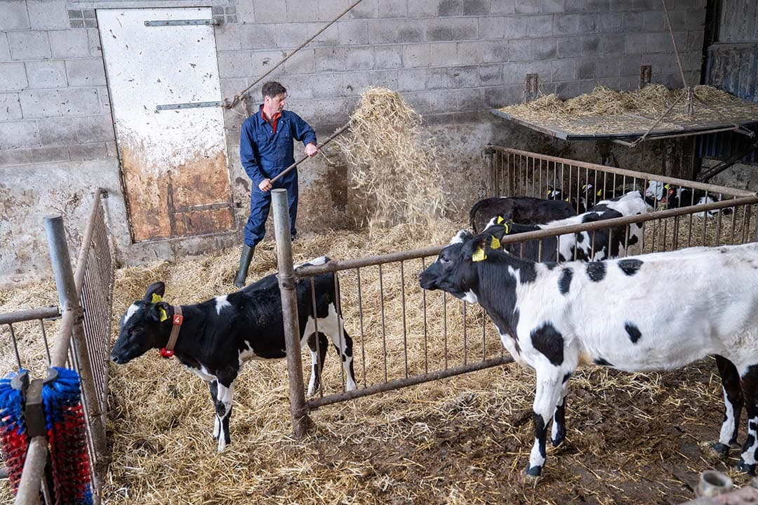 Marcel Harink gebruikt de driewegkruising Holstein, Montbéliarde en Viking Red onder de conceptnaam ProCROSS. De kalveren zijn naar zijn ervaring vitaler en als pink groeien ze ook op een sober rantsoen erg goed. De gemiddelde afkalfleeftijd is 23,5 maand. - Foto: Michel Velderman
