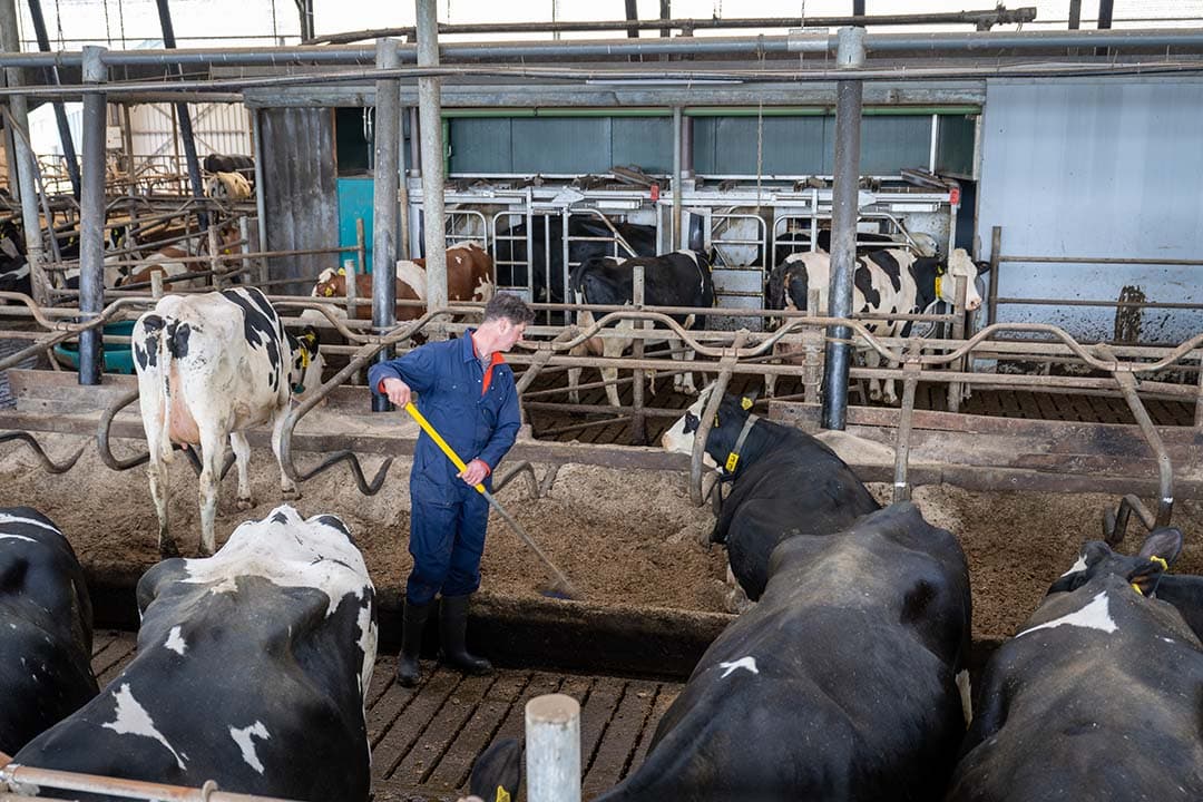 Kruisen, zeker met een driewegkruising, leidt tot een wat bontere veestapel. Voor de gebruikers levert kruisen het grote voordeel van hetrosis. Dat heeft vooral positieve gevolgen voor de gezondheidseigenschappen en vruchtbaarheid van de dieren. - Foto: Michel Velderman