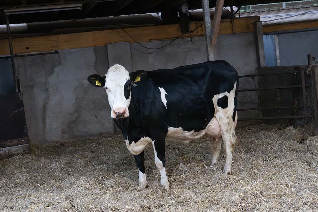 kruisen melkveerassen