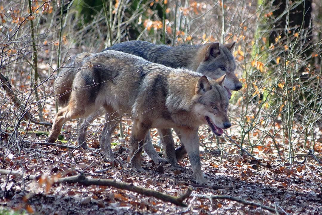 Eind 2022 zou de wolvenpopulatie in Frankrijk tot 1.104 dieren zijn uitgegroeid. - Foto: ANP