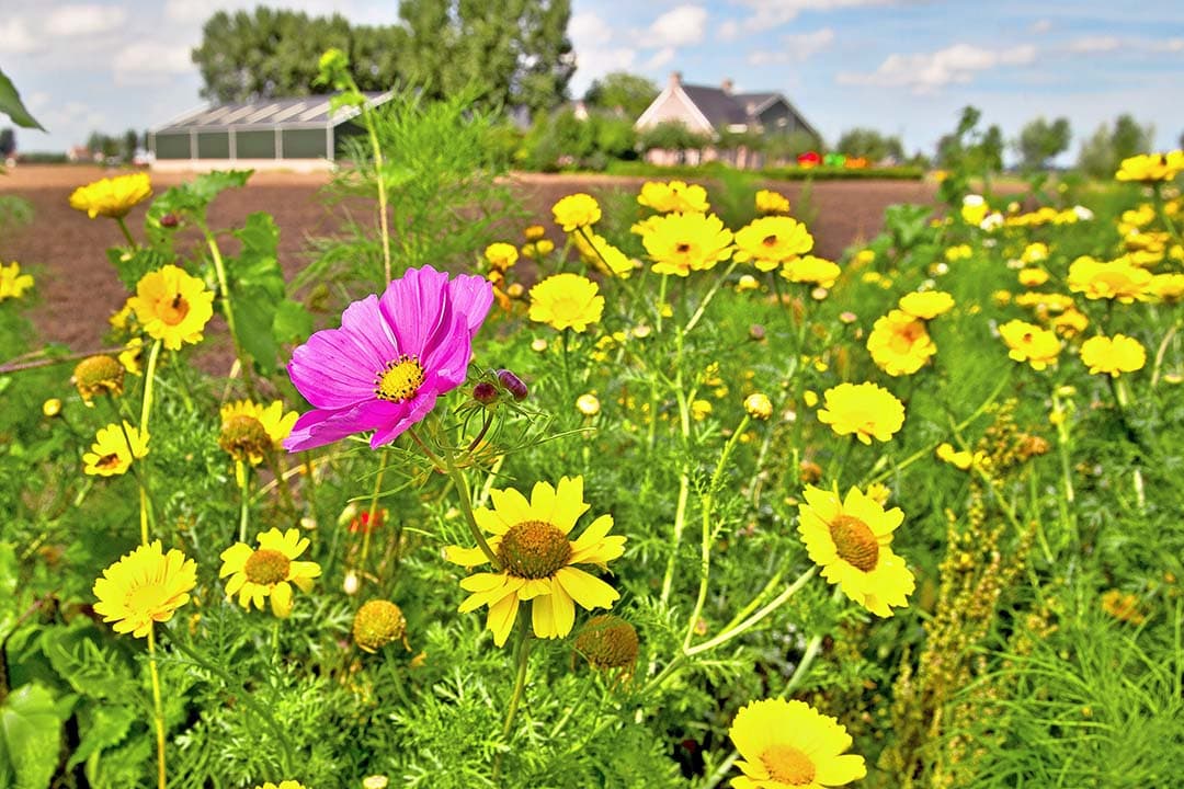 Een bufferstrook met kruiden is een eco-activiteit binnen het GLB. - Foto: Peter Roek