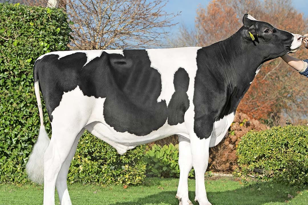 Finito, met 112 exterieur en 111 uier, is de laatste stier van de inmiddels gestopte melkveehouder Albert Dankelman uit Arrien. - Foto: Alger Meekma