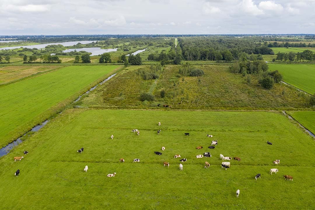 Koeien in de wei bij het natuurgebied It Fryske Gea. Foto: Anne van der Woude