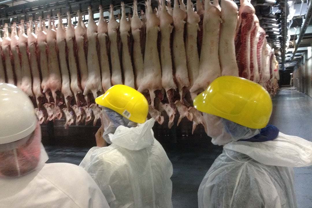 Varkenshouders krijgen de mogelijkheid een nieuw contract af te wijzen, zonder de mogelijkheid dat Vion per direct de afnameovereenkomst kan stoppen. – Foto: Martijn ter Horst