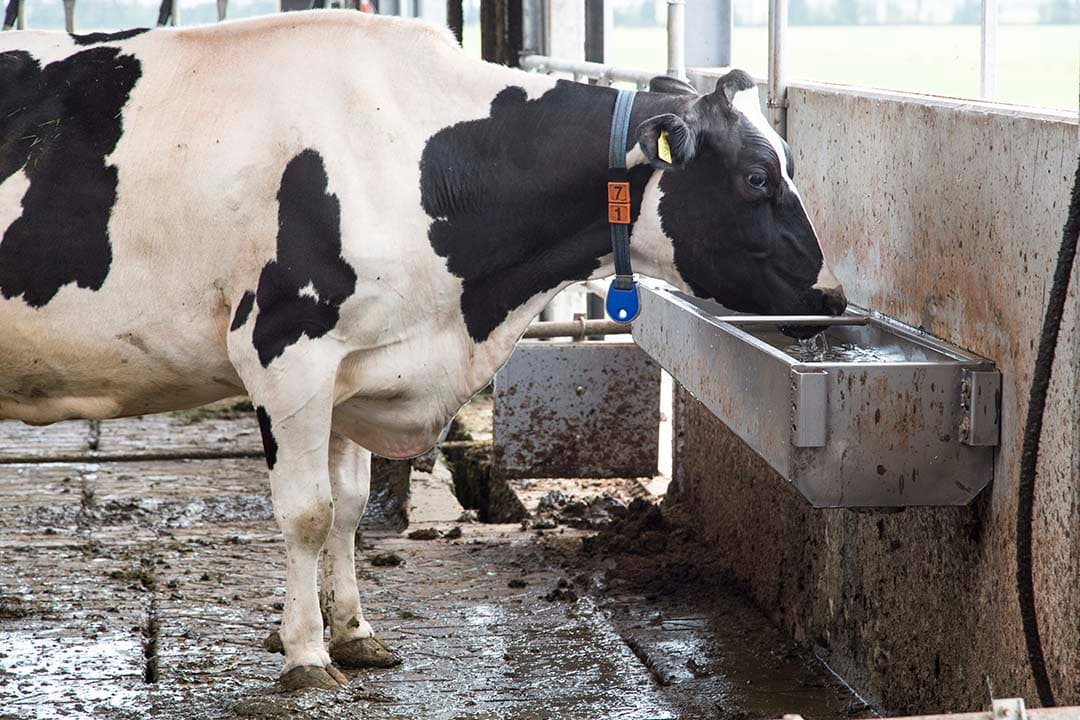 Schoon water is belangrijk voor de gezondheid van de koeien. Regelmatig reinigen van de waterbak draagt bij aan behoud van de kwaliteit. - Koos Groenewold