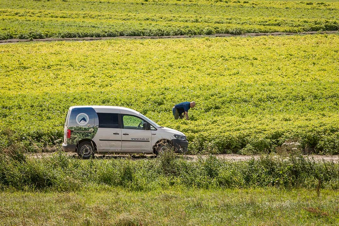 Veldkeuring pootaardappelen in de zomer door de Nederlandse Algemene Keuringsdienst (NAK). - Foto: Koos Groenewold