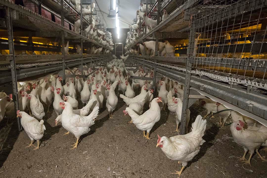 De Tweede Kamer heeft ingestemd met het voorstel van Adema om op de korte termijn maatregelen te nemen om relatief eenvoudig en goedkoop het dierenwelzijn te verbeteren. Het gaat dan om maatregelen als het verlagen van de stalbezetting bij pluimveebedrijven, een verbod op individuele huisvesting van kalveren ouder dan zeven dagen en het verhogen van de minimale speenleeftijd van biggen vanaf 2028.