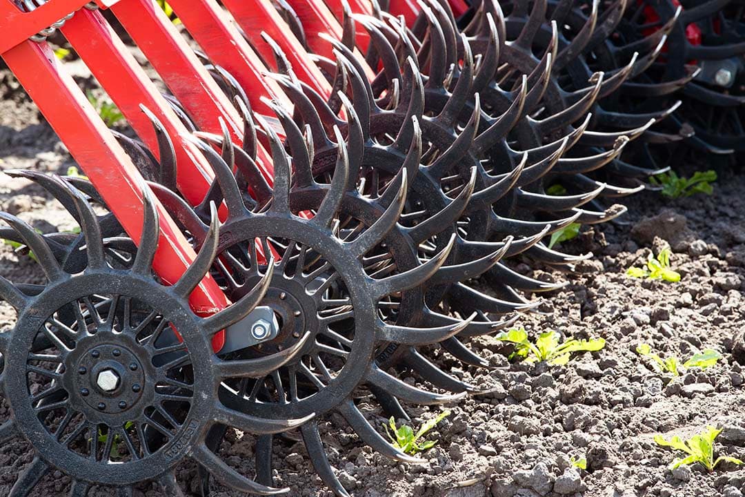 Mechanische onkruidbestrijding kan in bieten en cichorei een oplossing bieden tegen de verspreiding van raaigras. - Foto: Hans Banus