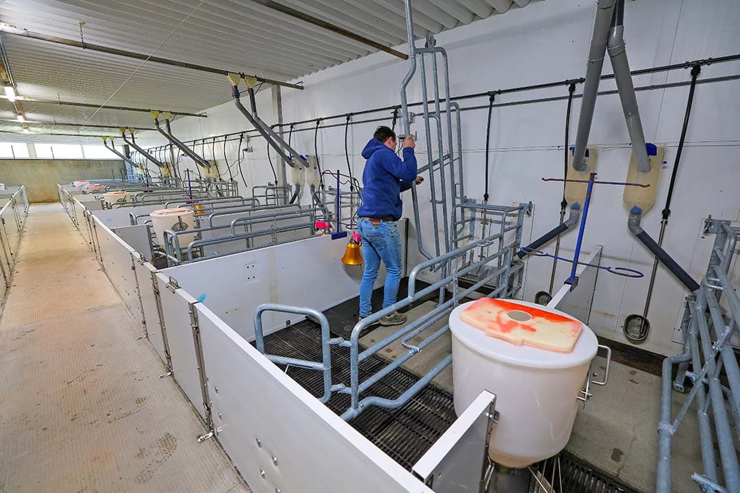 Bij een renovatie van de kraamstal is het lastig om rekening te houden met toekomstige eisen zoals vrijloop. Met gebruikte materialen hoeft een investering minder lang mee te gaan. - Foto: Bert Jansen