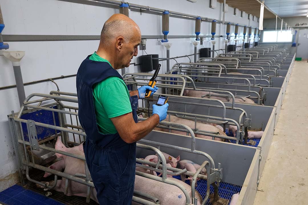 Frans Lemans controleert het klimaat in een kraamafdeling. Onder andere op een goede werking van sensoren die de ventilatie reguleren. Heel belangrijk voor een goed stalklimaat. - Foto: Bert Jansen