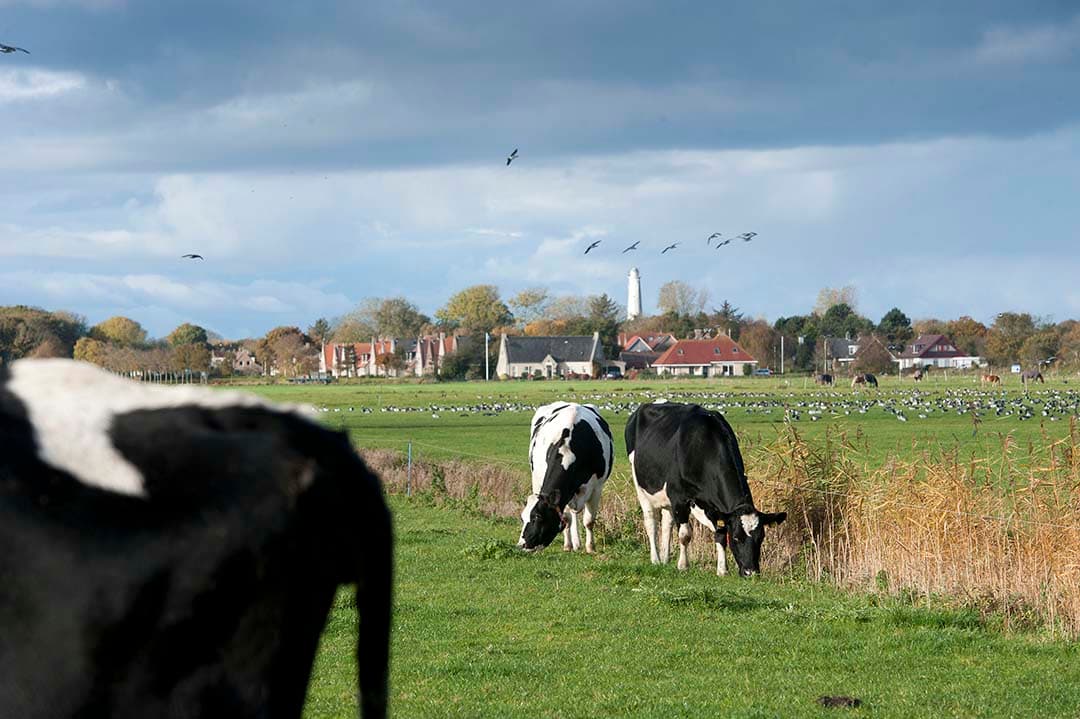 De berekende ammoniakemissie van melkveebedrijven op Schiermonnikoog is tussen 2015 en 2022 met 21% gedaald dankzij gerichte maatregelen zoals het inkrimpen van de veestapel en het optimaliseren van mestmanagement. - Foto: Mark Pasveer