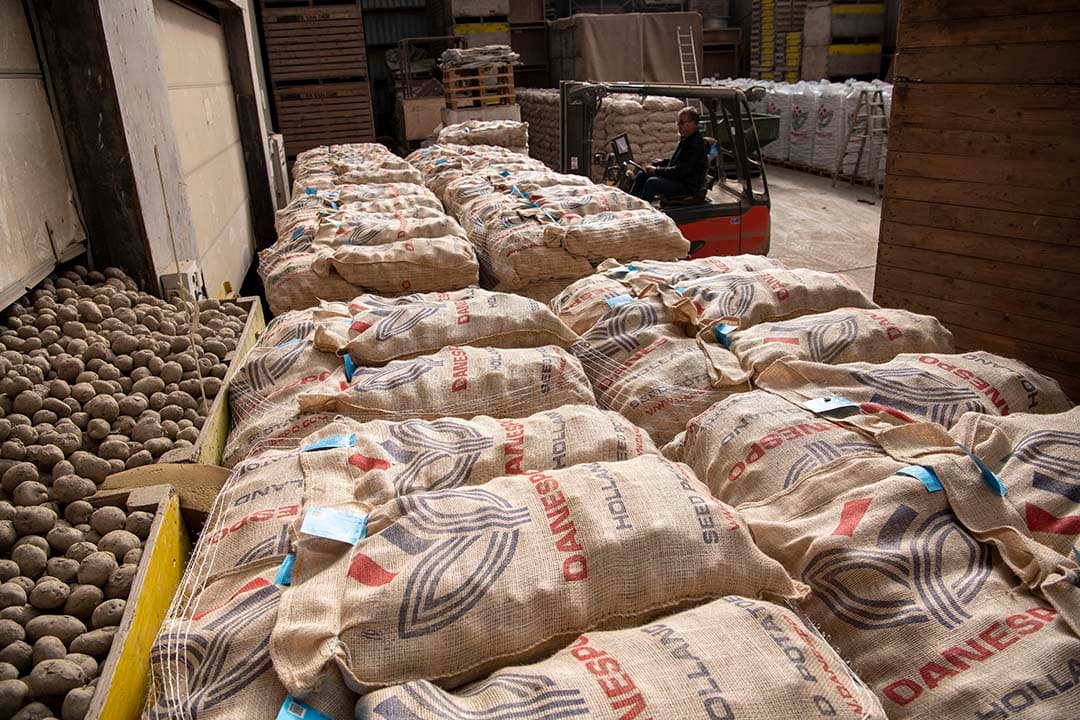 Pootgoed voor export. - Foto: Mark Pasveer