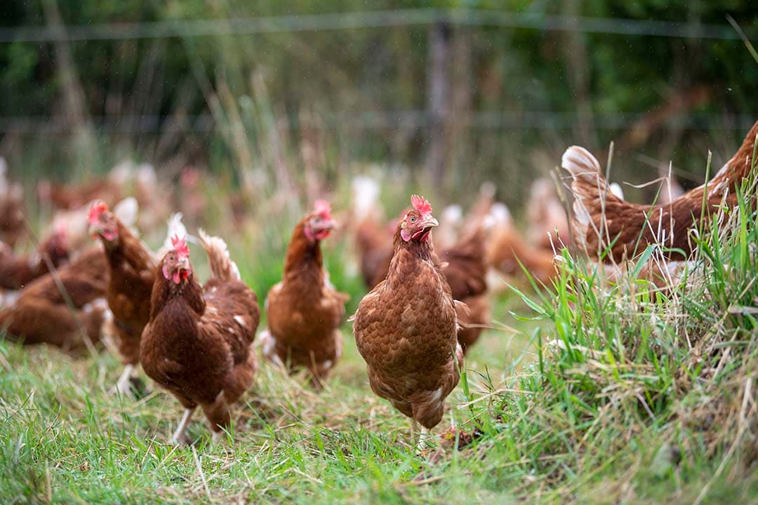 Het nieuwe wettelijke besluit verplicht de veehouderij tot dierwaardige praktijken zonder aanpassingsingrepen, waarbij diergezondheid, geschikt klimaat, en natuurlijk gedrag centraal staan, met afspraken vastgelegd in AMvB's via het Convenant Dierwaardige Veehouderij. - Foto: Mark Pasveer