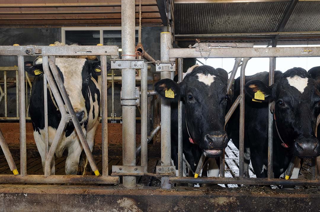 Zuivelverwerkers richten zich op klimaatdoelen, waarbij boeren methaanuitstoot van koeien kunnen verminderen via speciale toevoegingen in veevoer. - Foto: Wick Natzijl