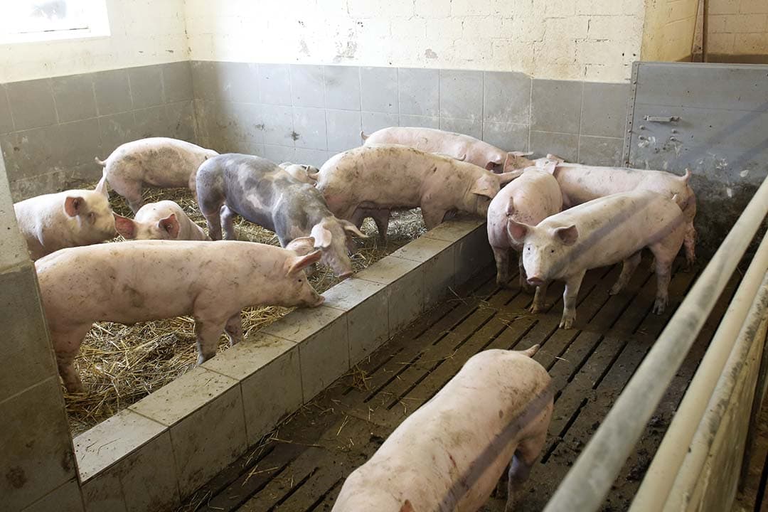 De daling in varkensvleesproductie binnen de EU, gekoppeld aan een krap aanbod, stuwt de karkasprijzen tot 23% boven het vijfjarig gemiddelde. - Foto: Henk Riswick