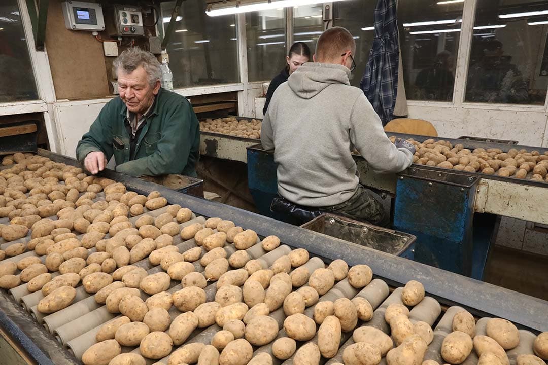 De aardappelen worden altijd handmatig nagelezen. De optische sorteermachines nemen de medewerkers veel leeswerk uit handen.