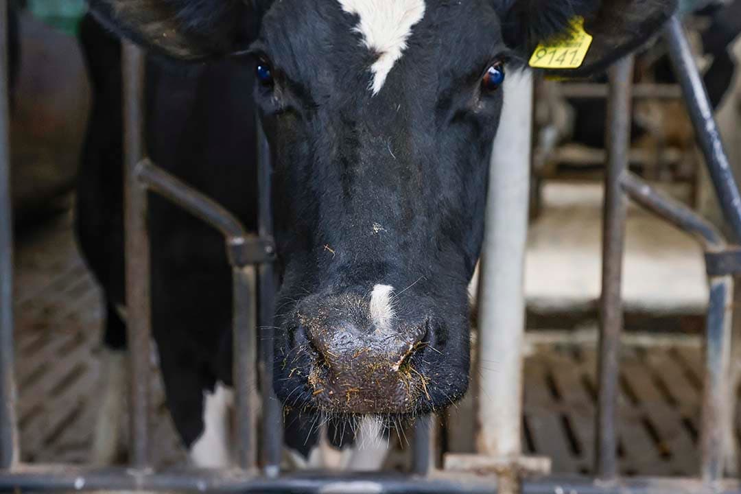 Blauwtong veroorzaakt een kapotte neus, dalende melkproductie en pijnlijke klauwen. In Duitsland wordt nu een autovaccin tegen BTV-3 ingezet. - Foto: Ton Kasterman Fotografie