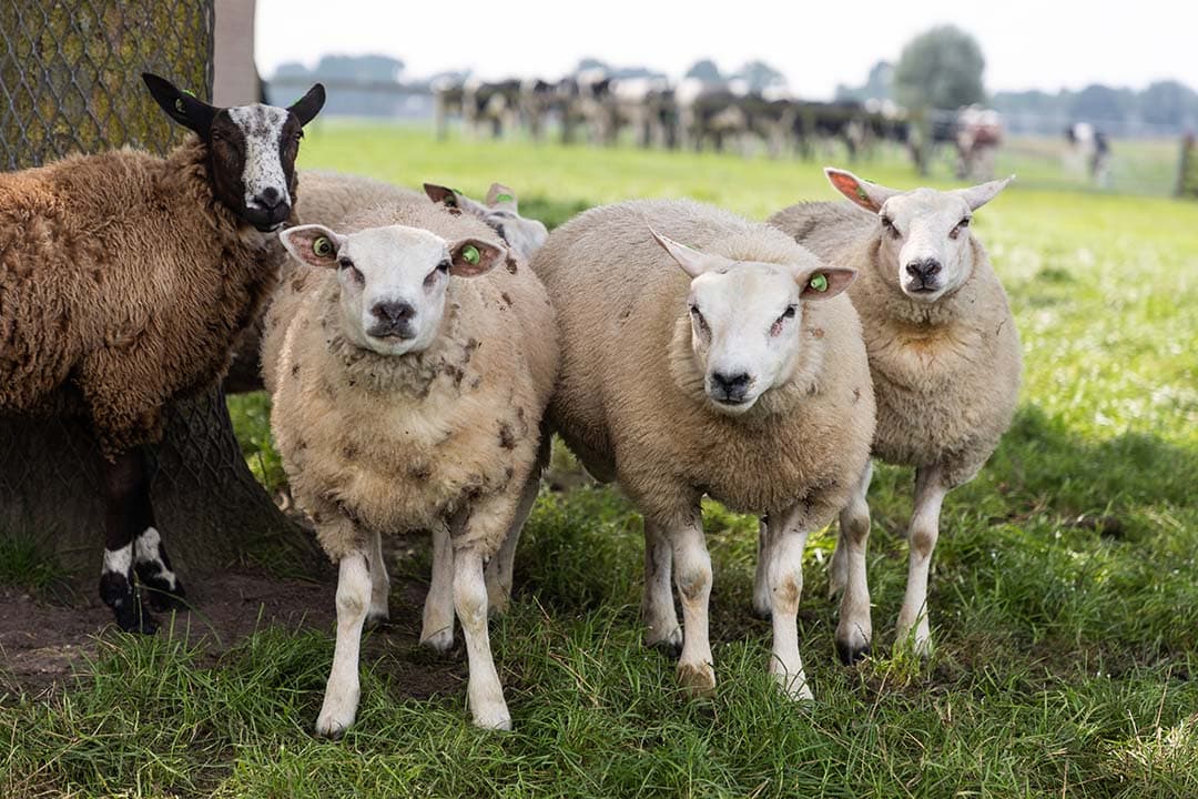 Uit het onderzoek naar de aanwezigheid van antistoffen tegen blauwtong blijkt, dat ook op bedrijven waar de ziekte al is aangetoond, het percentage dieren met antistoffen beperkt is. - Foto: Herbert Wiggerman