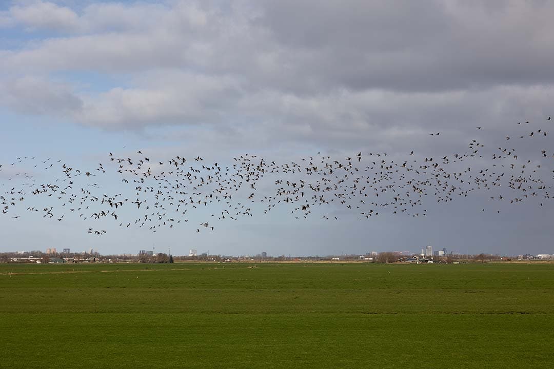 Hoogpathogene vogelgriep