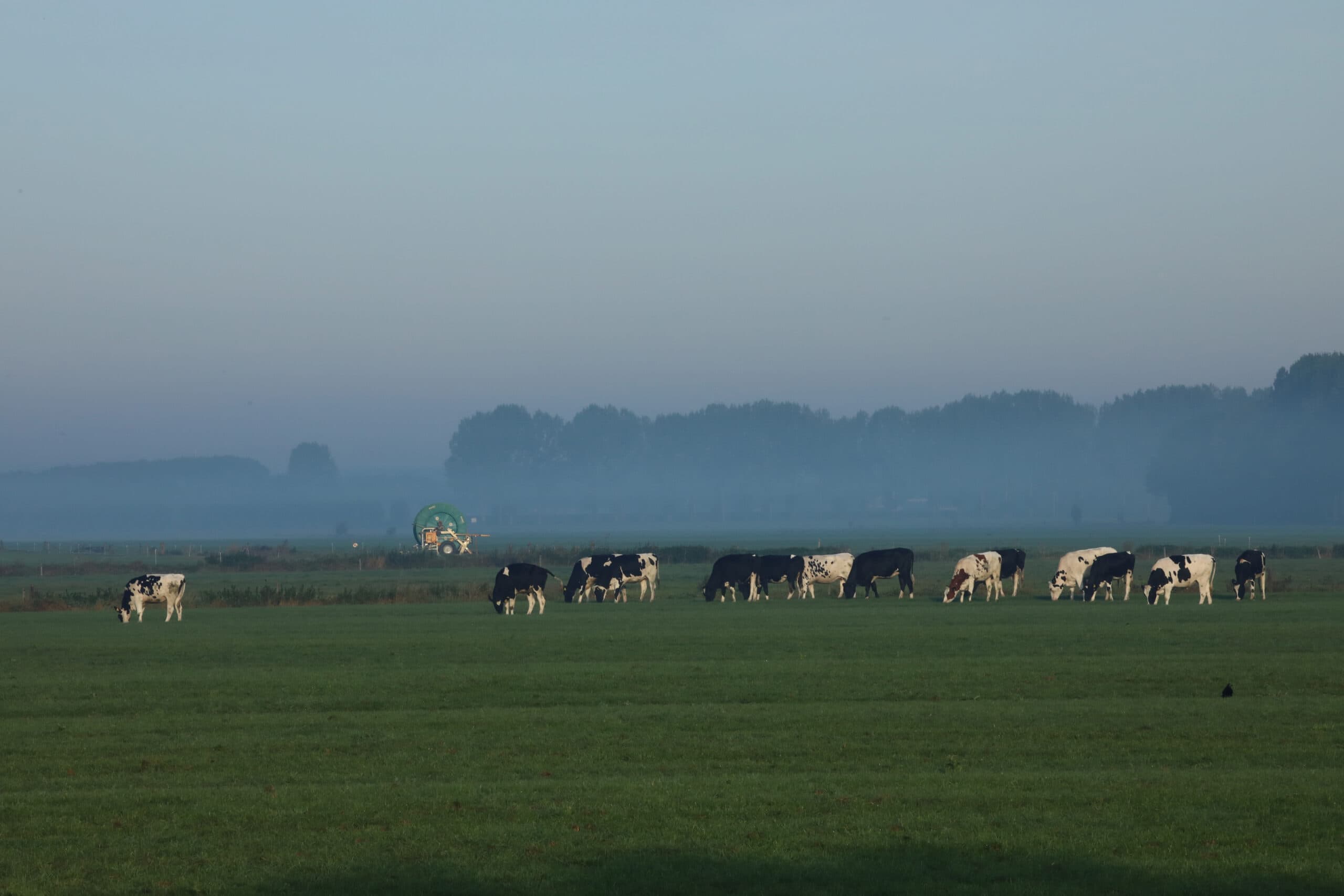 weidegang melkvee