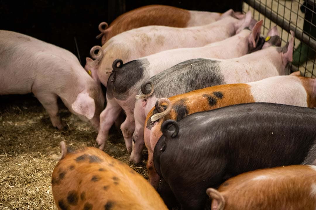 krulstaartvarkens met lange staarten in diervriendelijke varkenshouderij
