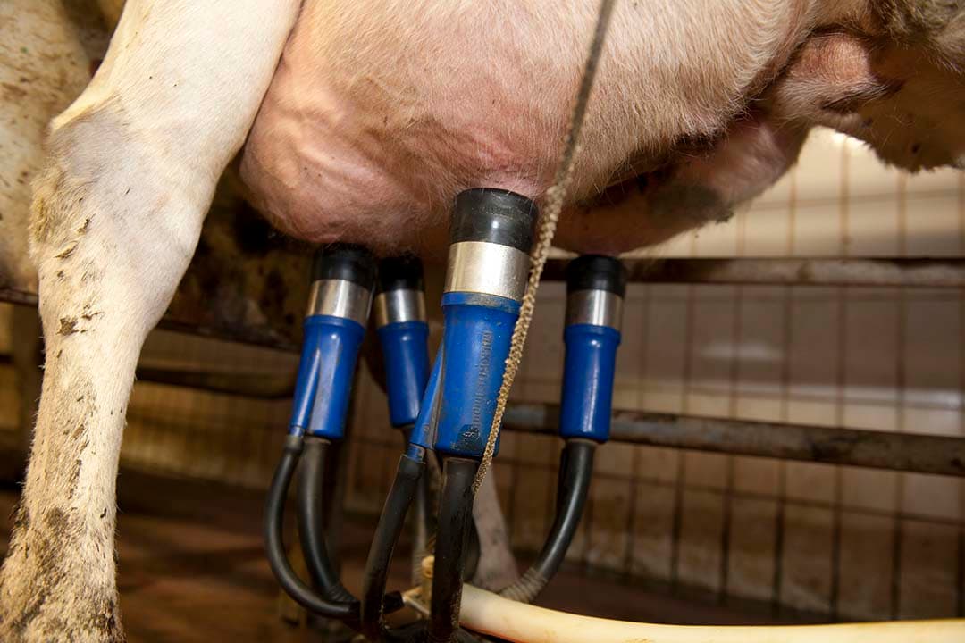 Melkprijzen stijgen: A-ware naar €46,31 per 100 kilo, Leerdammer volgt met €45,40. - Foto: Mark Pasveer
