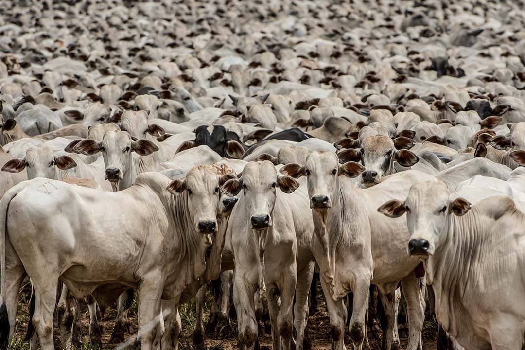 Boerenprotesten Europa Handelsakkoorden