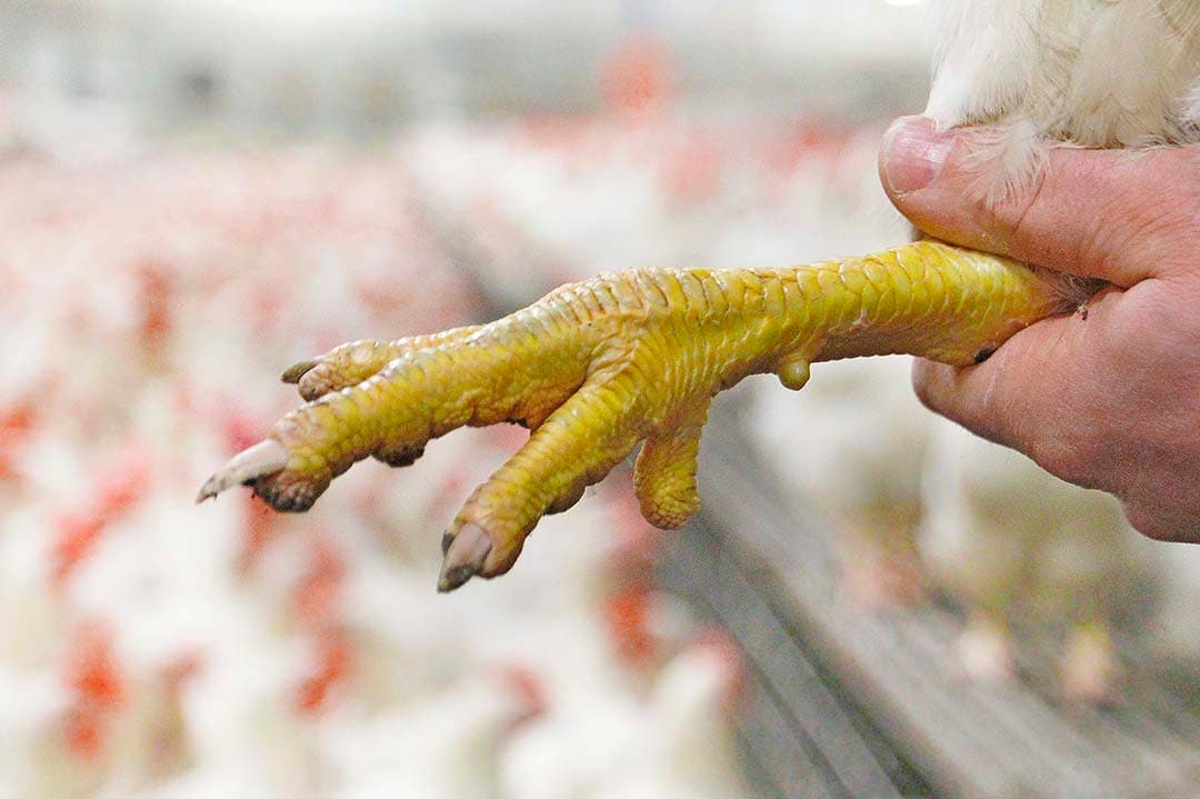 Hanenpoot waarvan de achterste (kleine) teen is behandeld (zonder nagel). De behandeling bestaat uit het afsnijden van een deel met een ‘hot blade’ en het wondje dicht te schroeien. - Foto: Wageningen LR