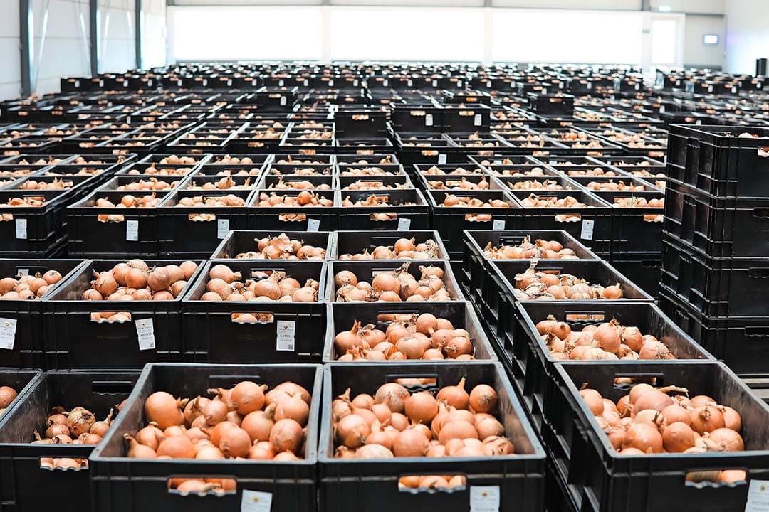Specialist in uienzaad De Groot en Slot heeft vanuit allerlei gebieden uien van verschillende rassen verzameld. De uien worden per zak geregistreerd en beoordeeld op houdbaarheid en kwaliteit. - Foto's: Dominique Bijman