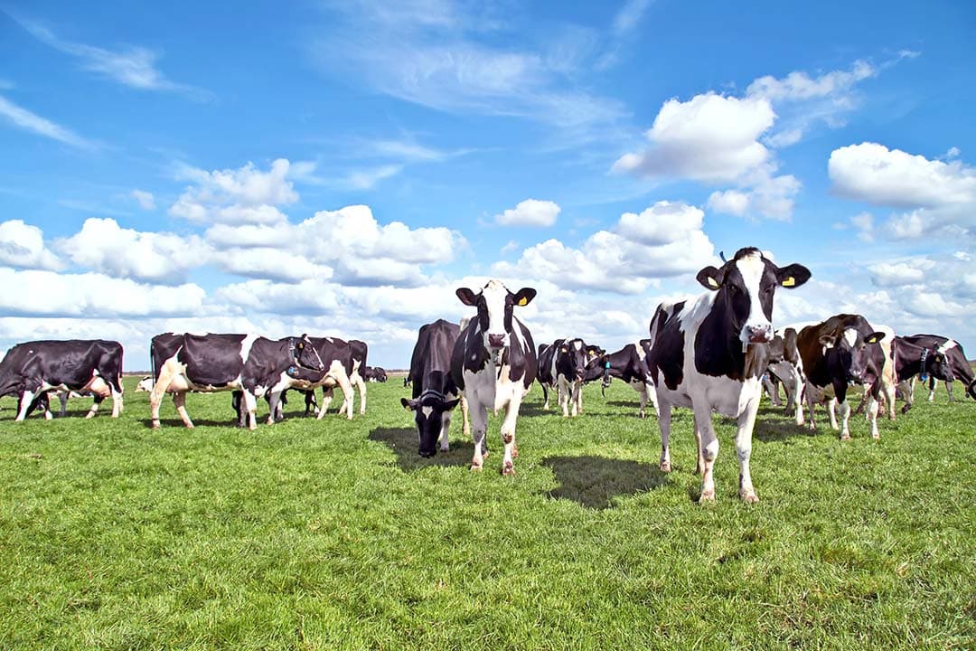 Koeien in de wei. Voor de eco-regeling moet weidegang zowel bij Qlip als in de Gecombineerde opgave worden aangemeld. - Foto: Canva/Nisangha
