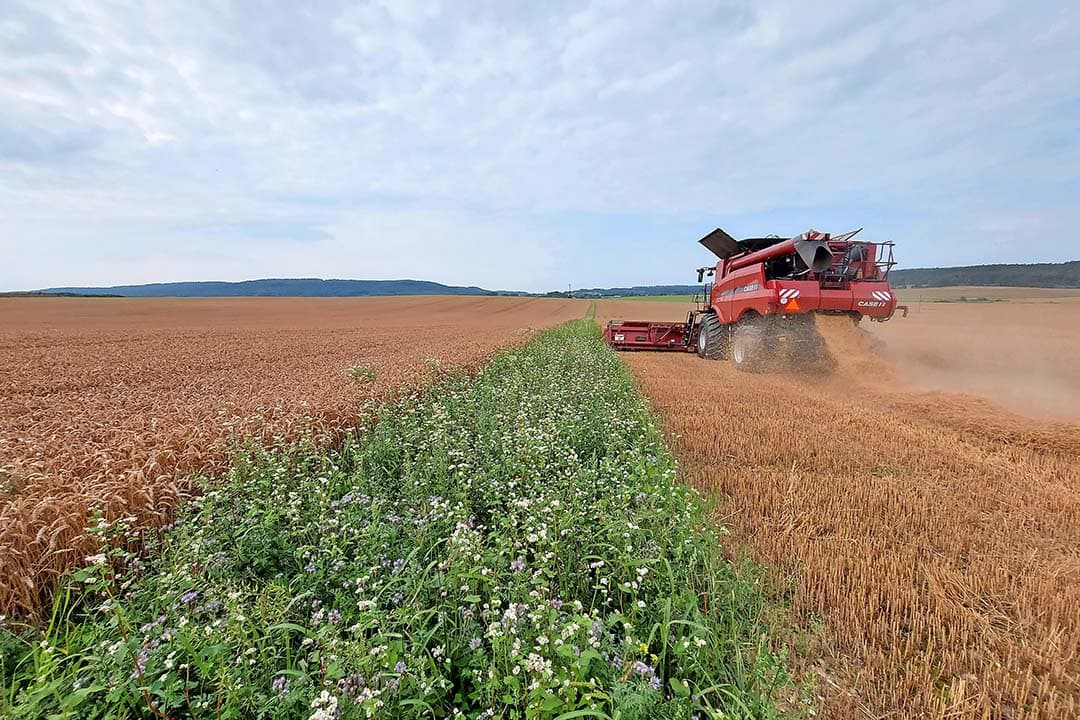 Mondelēz zet zich in voor het milieu en biodiversiteit door duurzame tarweteelt te bevorderen met het Harmony-programma. - Foto's: Mondelēz International