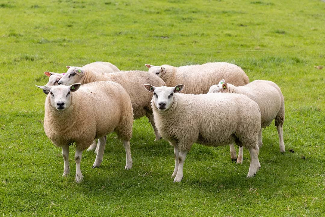 Opnieuw zijn er vier schapen doodgebeten in Flevoland. Twee andere dieren waren zo zwaargewond dat ze moesten worden doodgespoten. Foto ter illustratie. - Foto: Herbert Wiggerman